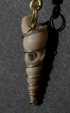 Sólskel Muschelohrring