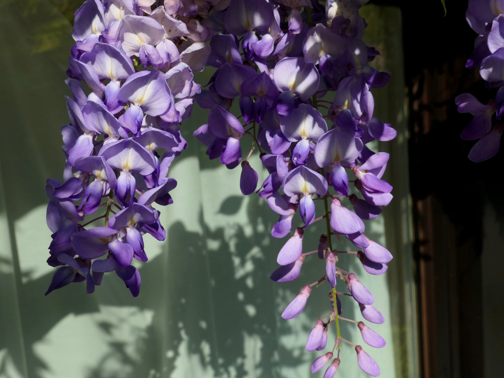 Heiðsjá Muschelohhring